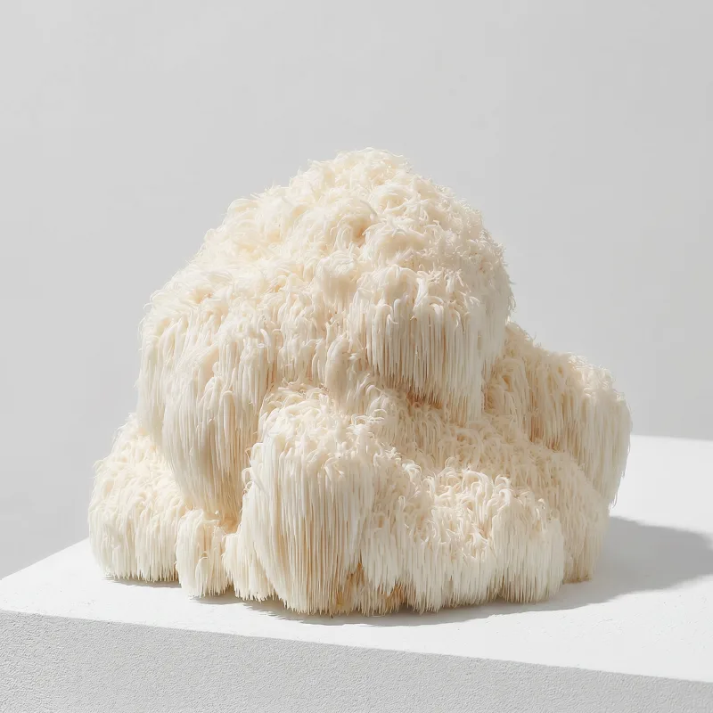 Lion's Mane, grey studio close-up