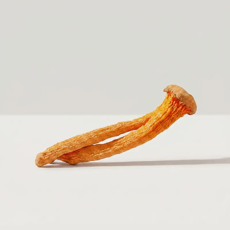 Cordyceps, grey studio close-up